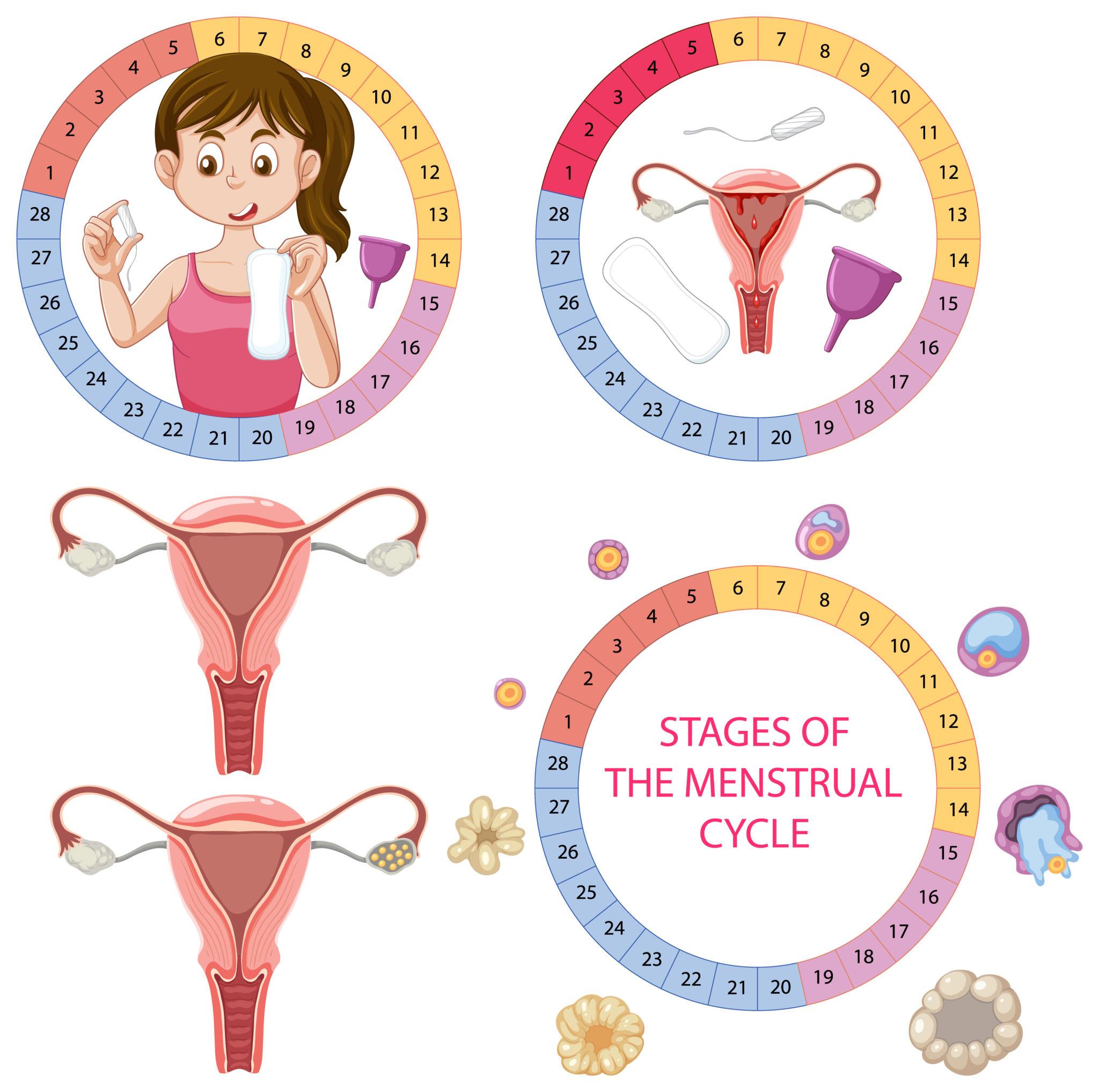 Menstrual Cycle